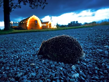 A night time visitor!