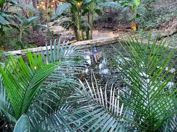Pond