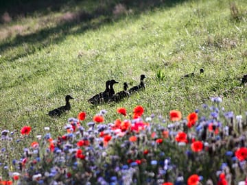 Your neighbours may include ducks