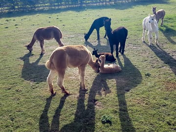 Alpacas close by