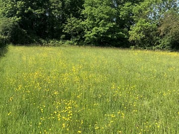Campsite before cutting the hay