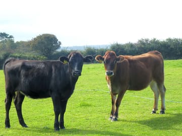 Farm cows