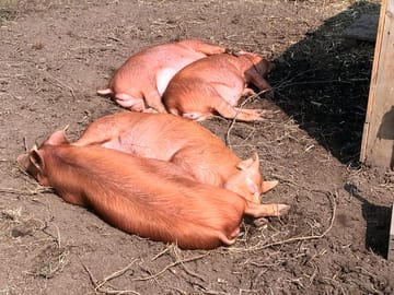 Enjoy lazing around like these pigs! we also have chickens, ducks, goats and a very friendly cat.