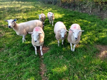 The ewes and lambs