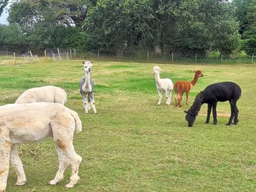 Alpacas