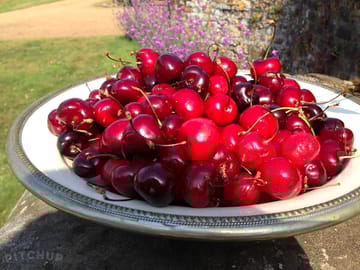 Cherries