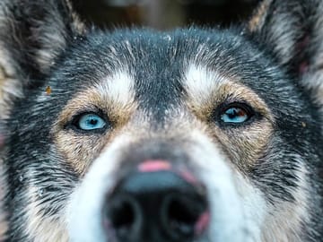 Huskie