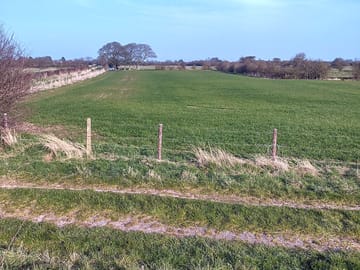 Local views