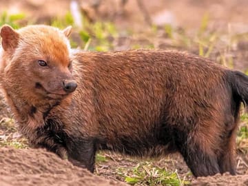 Bush dogs at yorkshire wildlife park