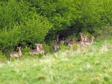 There is a herd approx. 70 strong of fallow deer which roam the site and surrounding woodland.