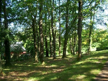 Forest views