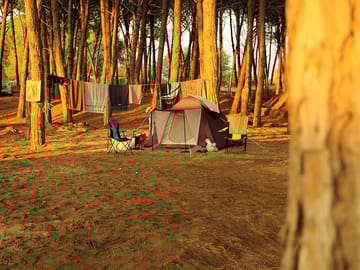 Spacious tent pitches in the pine grove