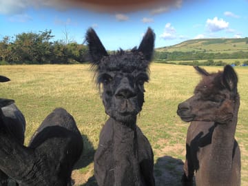 Our alpacas on site