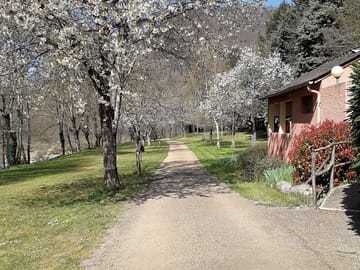 Trees in spring