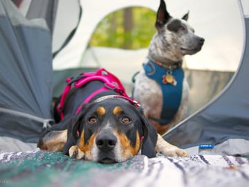 Holiday with your dogs