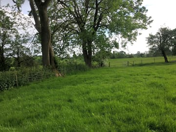 Woodland view