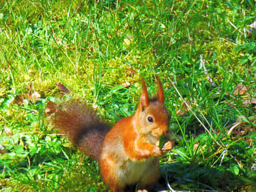 Squirrel visiting the site from the nearby woodland