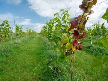 Row of vines july