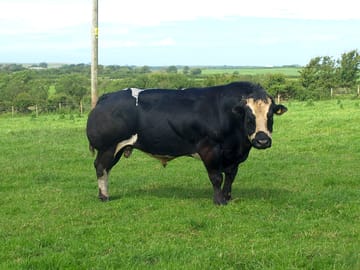 Meet the bull