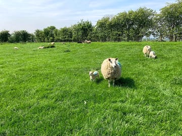 Sheep on the farm