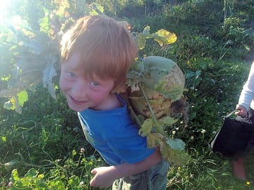 An enormous turnip