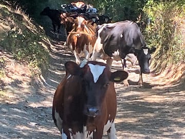The cows