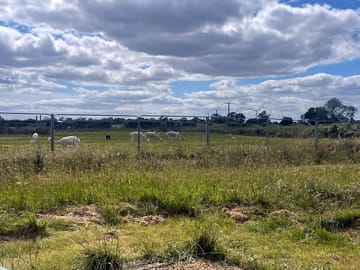 Fields with nearby sheep