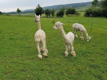Male alpacas