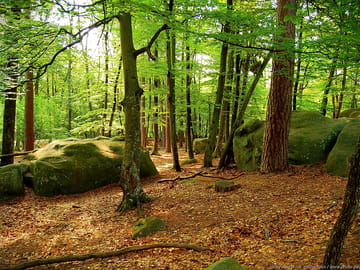 Walks in the forest
