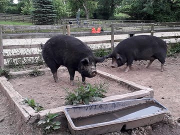 Pigs on site