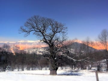 The oldest guest, 350-years-old and still standing