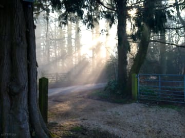 Morning at honeysuckle