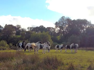 Welsh cobs grazing