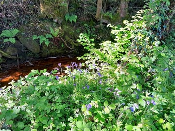 Spring flowers down by our stream!!