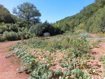 Vegetable garden