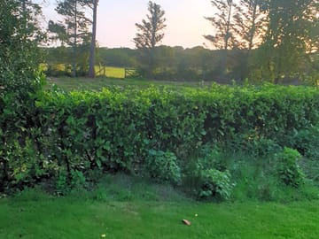 Greenery