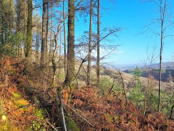 Views from the woodland
