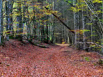 Peaceful forest walks