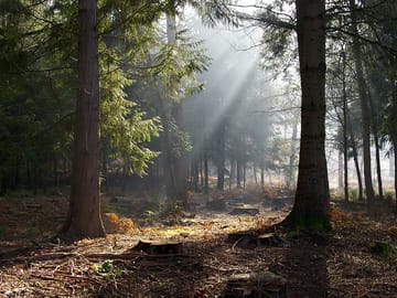 The forest of dean, close by