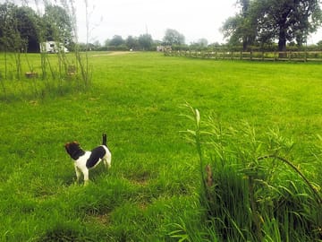 Pet-friendly site