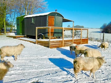 Sheep in the snow