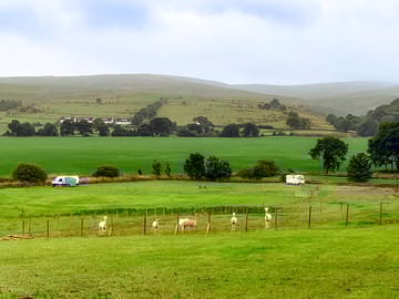 Alpacas on-site