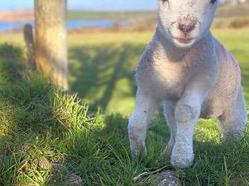 Betty the sheep