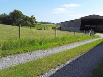 Rear entrance showing location to pitch site with sheep grazing one side of the driveway and cattle