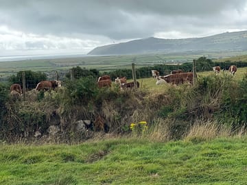 Meet the neighbours! our herd of traditional herefords.