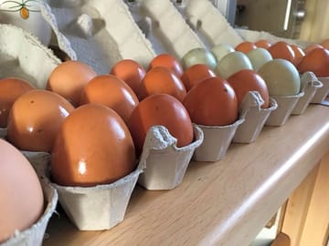 Free range eggs always available
