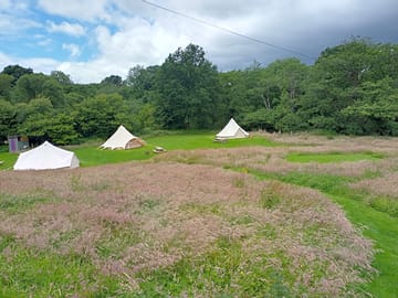 Grassland and flower meadow