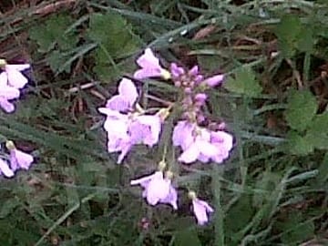 Wild flowers in the wood