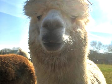 On-site alpaca herd