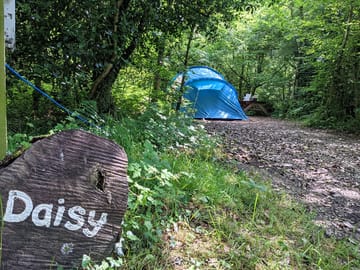 Daisy woodland pitch
